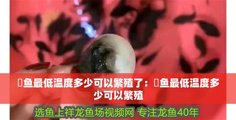 魟魚最低溫度多少可以繁殖了：魟魚最低溫度多少可以繁殖