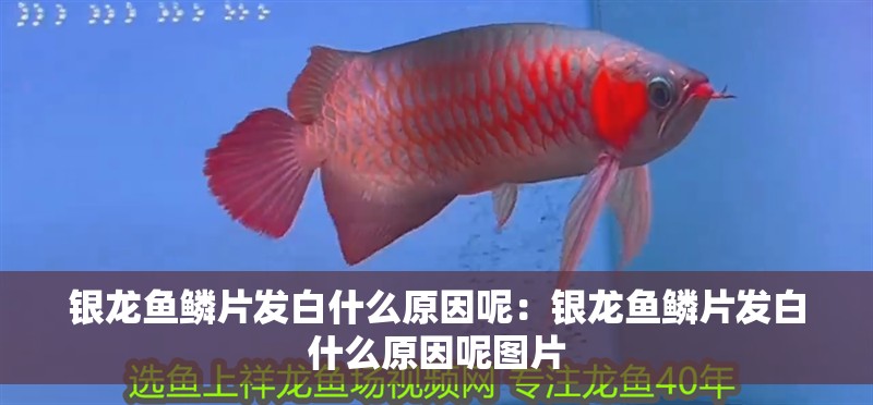 銀龍魚鱗片發白什么原因呢：銀龍魚鱗片發白什么原因呢圖片