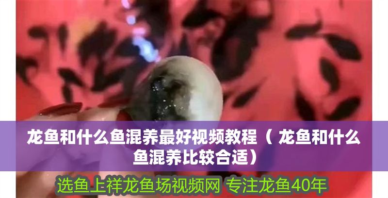 龍魚和什么魚混養最好視頻教程（ 龍魚和什么魚混養比較合適）