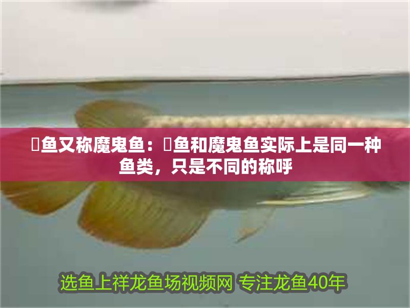 魟魚又稱魔鬼魚：魟魚和魔鬼魚實際上是同一種魚類，只是不同的稱呼