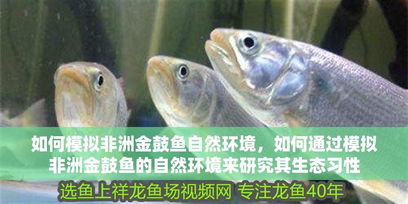 如何模擬非洲金鼓魚(yú)自然環(huán)境，如何通過(guò)模擬非洲金鼓魚(yú)的自然環(huán)境來(lái)研究其生態(tài)習(xí)性