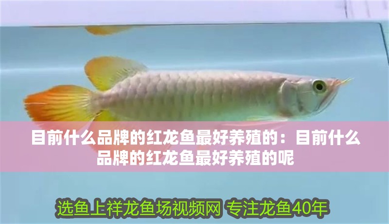 目前什么品牌的紅龍魚最好養殖的：目前什么品牌的紅龍魚最好養殖的呢