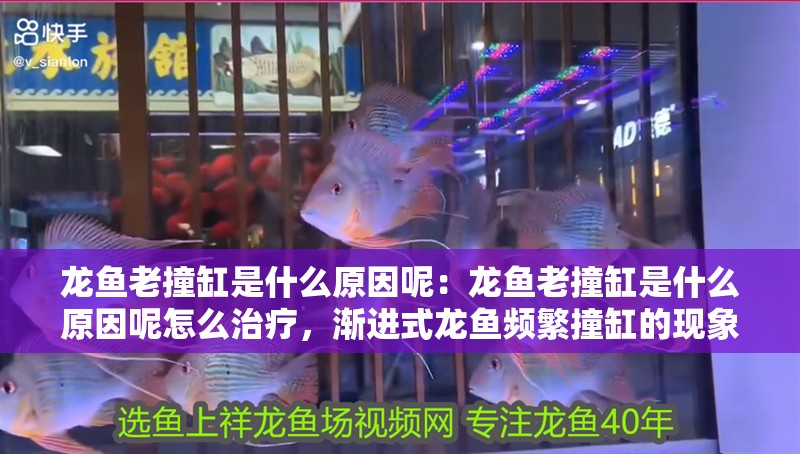 龍魚老撞缸是什么原因呢：龍魚老撞缸是什么原因呢怎么治療，漸進式龍魚頻繁撞缸的現象可能由多因素引發的原因