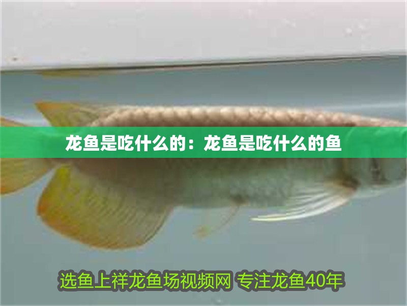 龍魚是吃什么的：龍魚是吃什么的魚