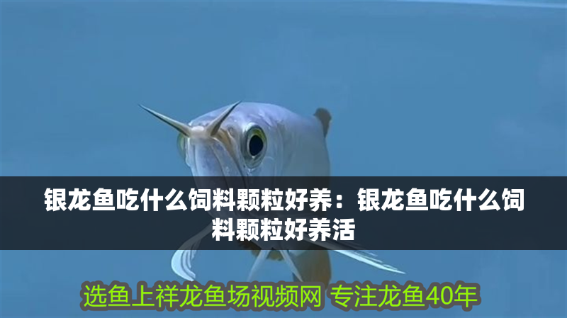 銀龍魚吃什么飼料顆粒好養：銀龍魚吃什么飼料顆粒好養活