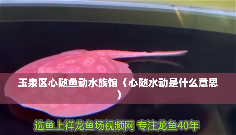 玉泉區心隨魚動水族館（心隨水動是什么意思）