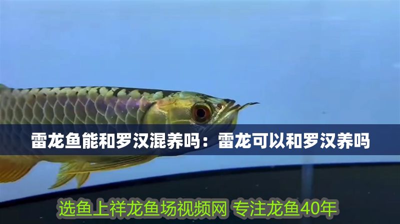 雷龍魚能和羅漢混養嗎：雷龍可以和羅漢養嗎