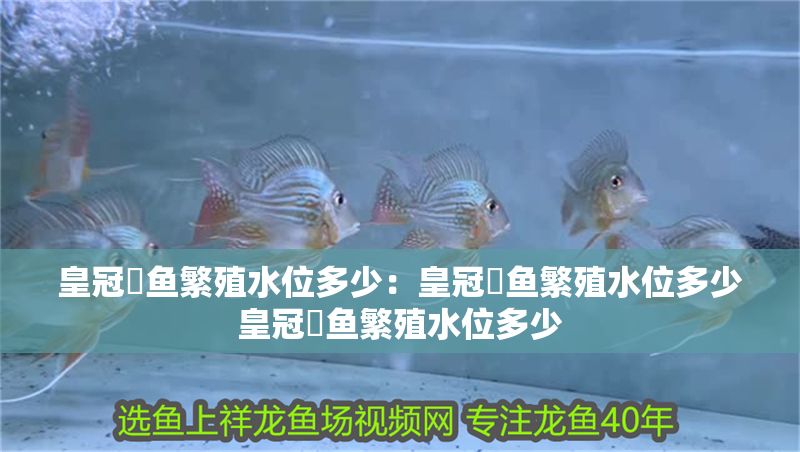皇冠魟魚繁殖水位多少：皇冠魟魚繁殖水位多少皇冠魟魚繁殖水位多少