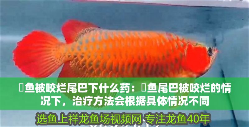 魟魚被咬爛尾巴下什么藥：魟魚尾巴被咬爛的情況下，治療方法會根據具體情況不同