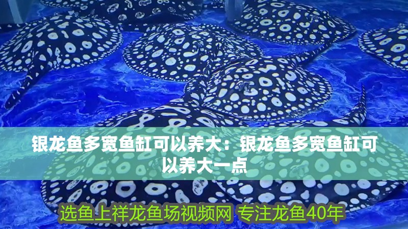 銀龍魚多寬魚缸可以養大：銀龍魚多寬魚缸可以養大一點 銀龍魚多寬魚缸可以養大：銀龍魚多寬魚缸可以養大一點 水族問答