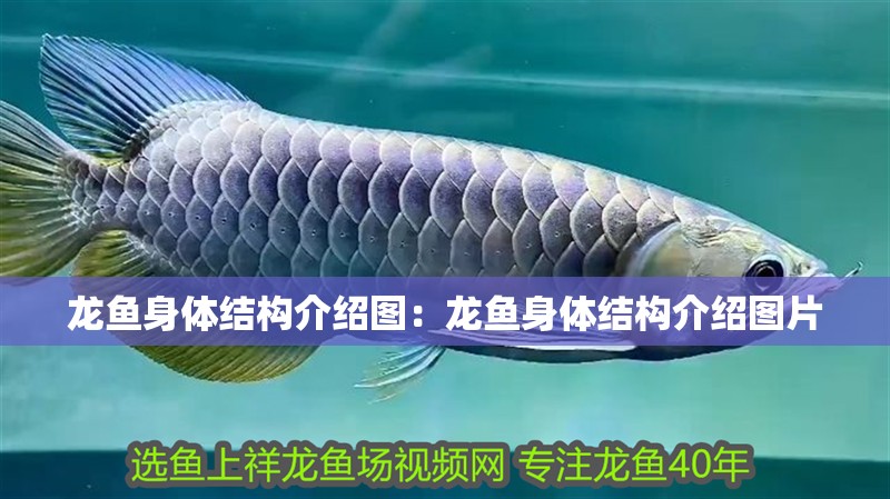 龍魚身體結構介紹圖：龍魚身體結構介紹圖片 龍魚身體結構介紹圖：龍魚身體結構介紹圖片 水族問答