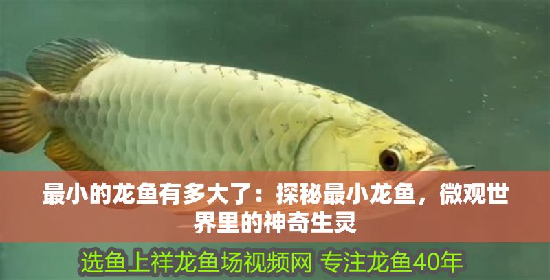 最小的龍魚有多大了：探秘最小龍魚，微觀世界里的神奇生靈