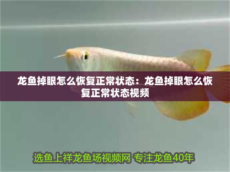 龍魚掉眼怎么恢復正常狀態：龍魚掉眼怎么恢復正常狀態視頻