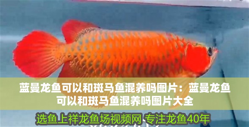 藍曼龍魚可以和斑馬魚混養嗎圖片：藍曼龍魚可以和斑馬魚混養嗎圖片大全