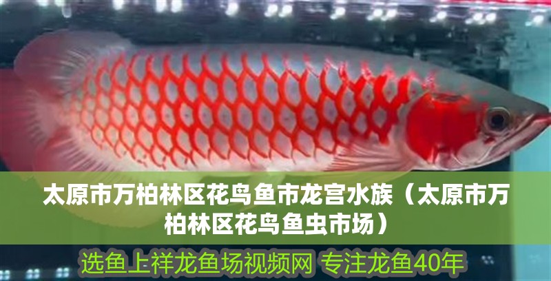 太原市萬(wàn)柏林區(qū)花鳥(niǎo)魚(yú)市龍宮水族（太原市萬(wàn)柏林區(qū)花鳥(niǎo)魚(yú)蟲(chóng)市場(chǎng)）