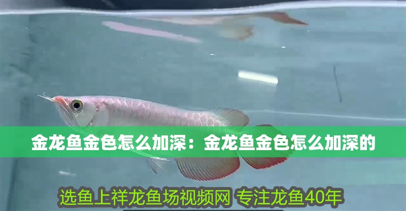 金龍魚金色怎么加深：金龍魚金色怎么加深的