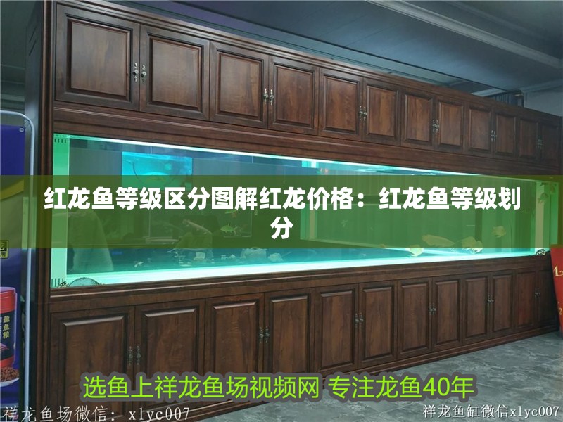 紅龍魚等級區分圖解紅龍價格：紅龍魚等級劃分