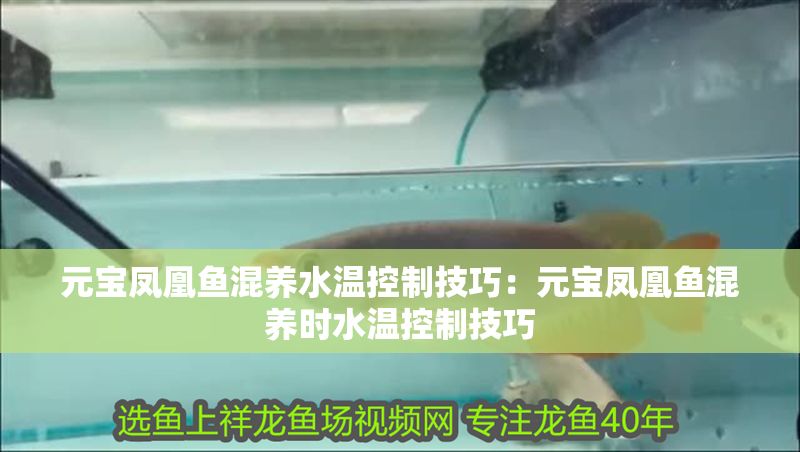 詳細(xì)閱讀:元寶鳳凰魚混養(yǎng)水溫控制技巧:元寶鳳凰魚混養(yǎng)時(shí)水溫控制技巧 元寶鳳凰魚混養(yǎng)水溫控制技巧:元寶鳳凰魚混養(yǎng)時(shí)水溫控制技巧