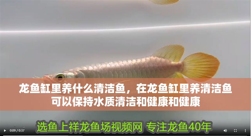 龍魚缸里養什么清潔魚，在龍魚缸里養清潔魚可以保持水質清潔和健康和健康