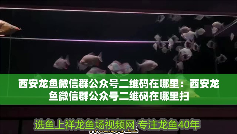 西安龍魚微信群公眾號二維碼在哪里：西安龍魚微信群公眾號二維碼在哪里掃