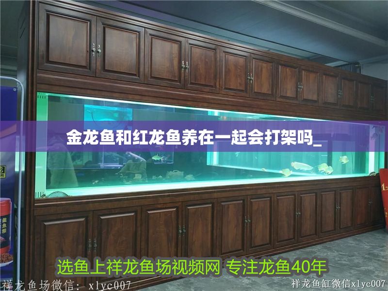 金龍魚和紅龍魚養在一起會打架嗎_ 龍魚百科 第2張 金龍魚和紅龍魚養在一起會打架嗎_ 金龍魚和紅龍魚養在一起會打架嗎_ 龍魚百科 第2張