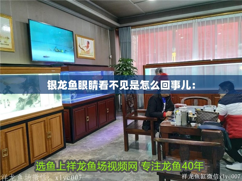 銀龍魚眼睛看不見是怎么回事兒：