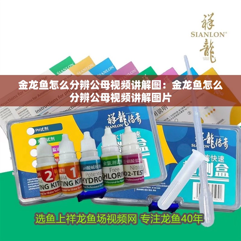 金龍魚怎么分辨公母視頻講解圖：金龍魚怎么分辨公母視頻講解圖片