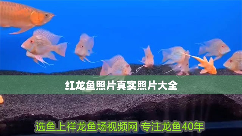 紅龍魚照片真實照片大全