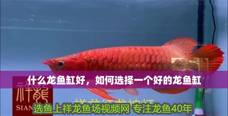 什么龍魚缸好，如何選擇一個好的龍魚缸