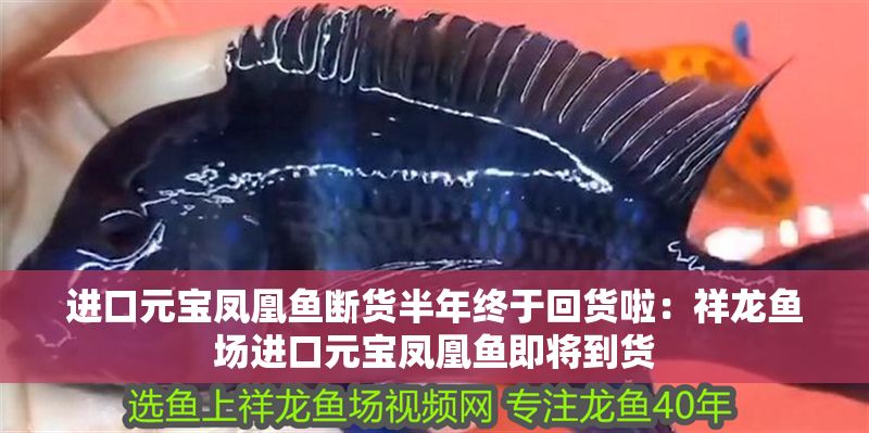 進口元寶鳳凰魚斷貨半年終于回貨啦：祥龍魚場進口元寶鳳凰魚即將到貨