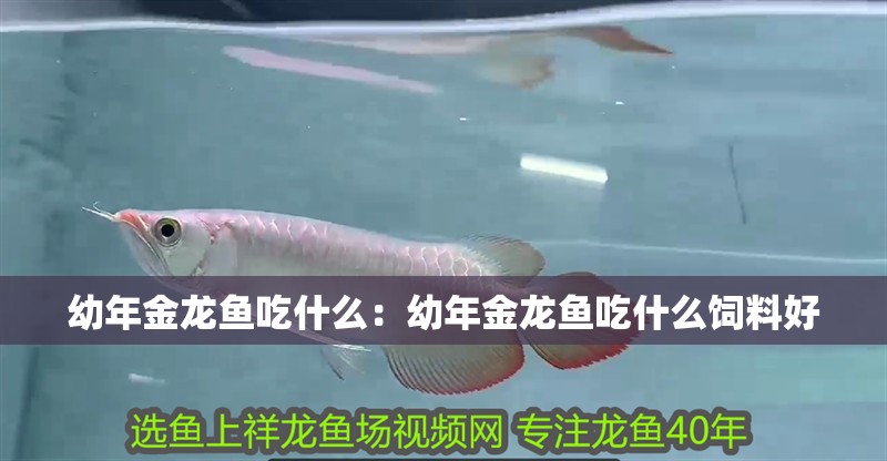 幼年金龍魚吃什么：幼年金龍魚吃什么飼料好 幼年金龍魚吃什么：幼年金龍魚吃什么飼料好 水族問答