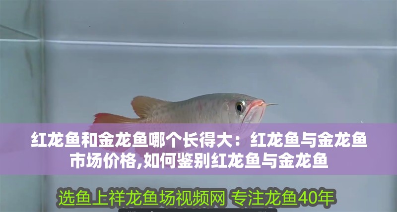 紅龍魚和金龍魚哪個(gè)長(zhǎng)得大：紅龍魚與金龍魚市場(chǎng)價(jià)格,如何鑒別紅龍魚與金龍魚