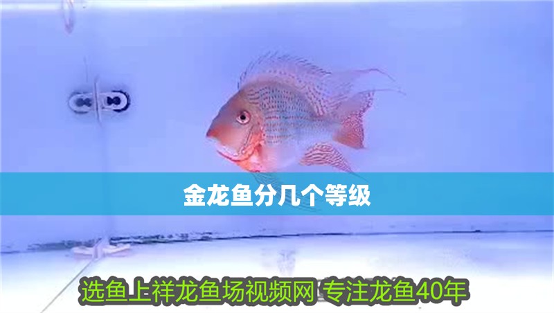 金龍魚分幾個等級 金龍魚分幾個等級 龍魚百科 第1張