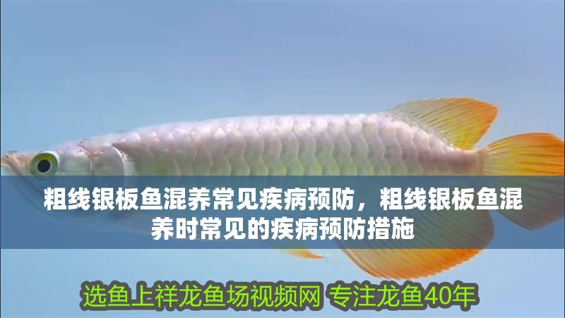 粗線銀板魚混養常見疾病預防，粗線銀板魚混養時常見的疾病預防措施 粗線銀板魚混養常見疾病預防，粗線銀板魚混養時常見的疾病預防措施 虎魚百科 第2張