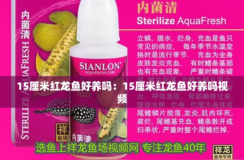 15厘米紅龍魚好養(yǎng)嗎：15厘米紅龍魚好養(yǎng)嗎視頻 15厘米紅龍魚好養(yǎng)嗎：15厘米紅龍魚好養(yǎng)嗎視頻 水族問答