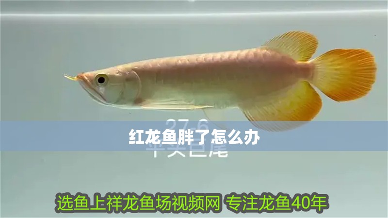 紅龍魚胖了怎么辦