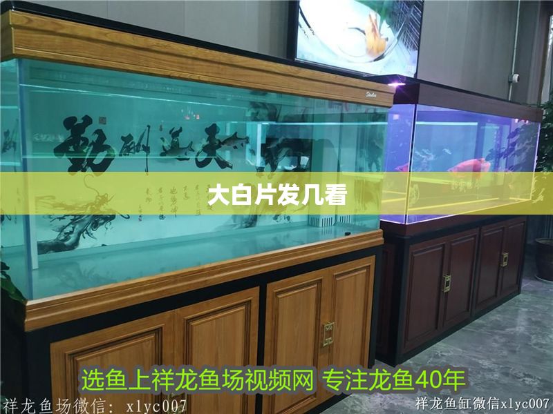 大白片發幾看 大白片發幾看 魟魚百科 第1張