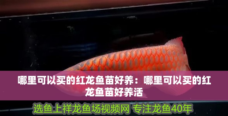 哪里可以買的紅龍魚苗好養(yǎng)：哪里可以買的紅龍魚苗好養(yǎng)活