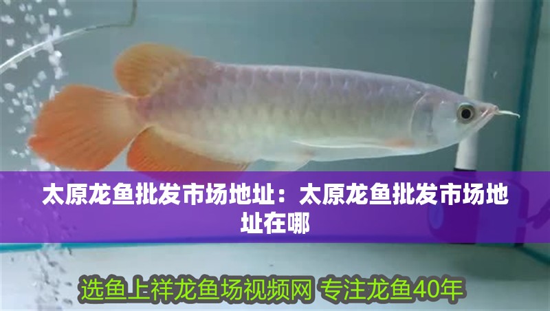 太原龍魚批發市場地址：太原龍魚批發市場地址在哪