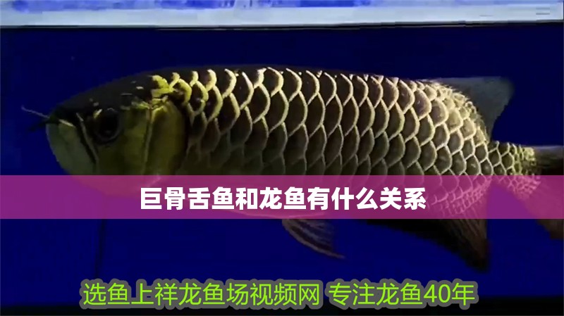 巨骨舌魚和龍魚有什么關系