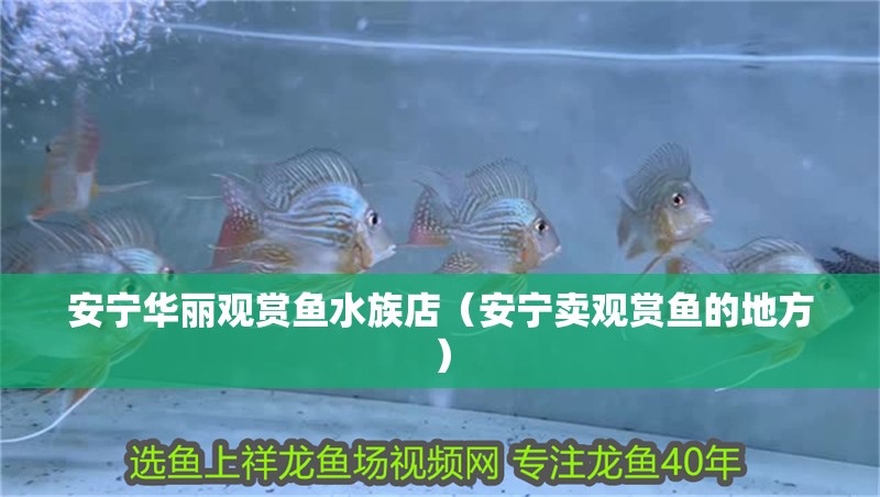 安寧華麗觀賞魚水族店(安寧賣觀賞魚的地方) 全國水族館企業(yè)名錄 第2張 安寧華麗觀賞魚水族店(安寧賣觀賞魚的地方) 安寧華麗觀賞魚水族店(安寧賣觀賞魚的地方) 全國水族館企業(yè)名錄 第2張