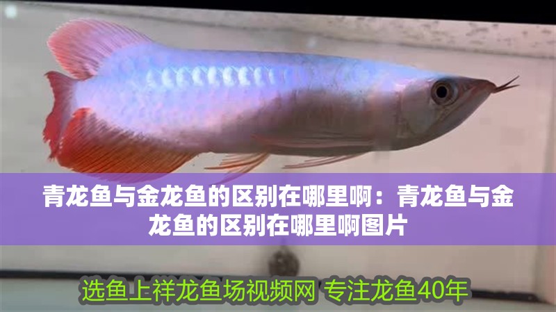 青龍魚與金龍魚的區別在哪里?。呵帻堲~與金龍魚的區別在哪里啊圖片 青龍魚與金龍魚的區別在哪里啊：青龍魚與金龍魚的區別在哪里啊圖片 水族問答