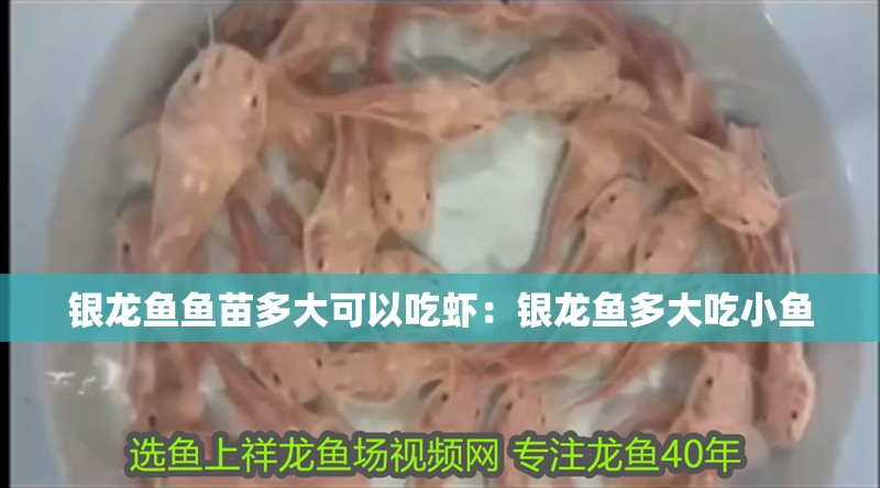 銀龍魚魚苗多大可以吃蝦：銀龍魚多大吃小魚