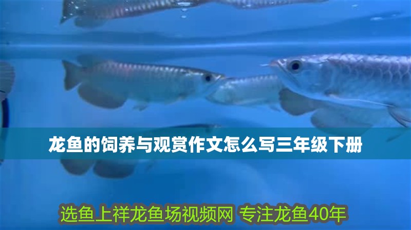 龍魚的飼養與觀賞作文怎么寫三年級下冊 龍魚百科 第2張 龍魚的飼養與觀賞作文怎么寫三年級下冊 龍魚的飼養與觀賞作文怎么寫三年級下冊 龍魚百科 第2張