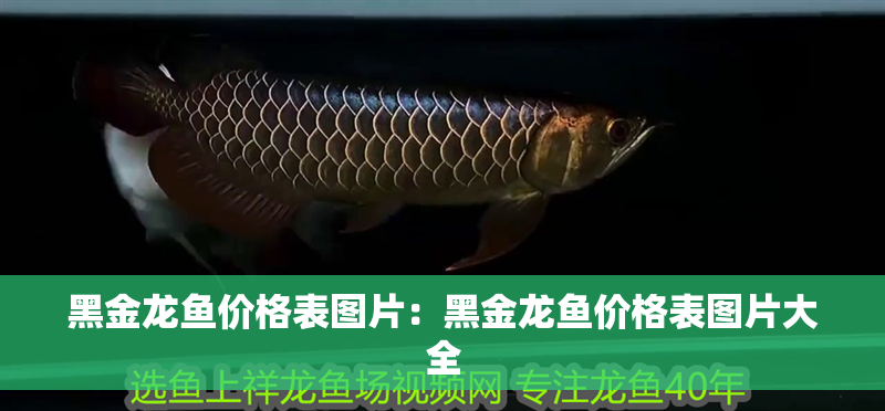 黑金龍魚(yú)價(jià)格表圖片:黑金龍魚(yú)價(jià)格表圖片大全 水族問(wèn)答 黑金龍魚(yú)價(jià)格表圖片:黑金龍魚(yú)價(jià)格表圖片大全 黑金龍魚(yú)價(jià)格表圖片:黑金龍魚(yú)價(jià)格表圖片大全 水族問(wèn)答