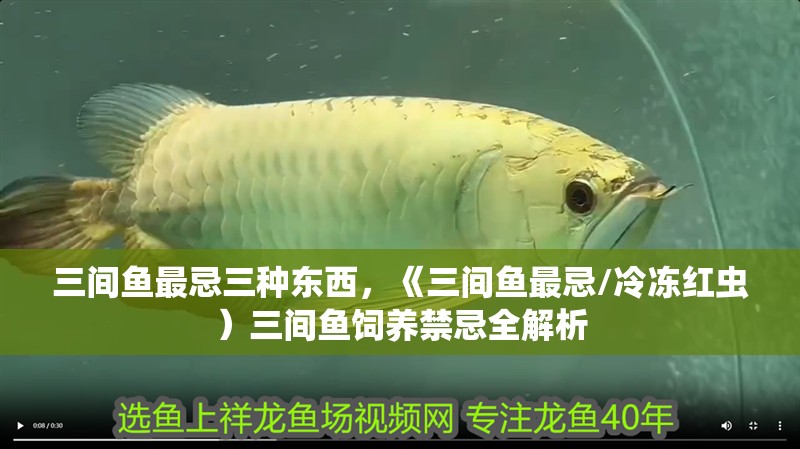 三間魚最忌三種東西，《三間魚最忌/冷凍紅蟲）三間魚飼養(yǎng)禁忌全解析