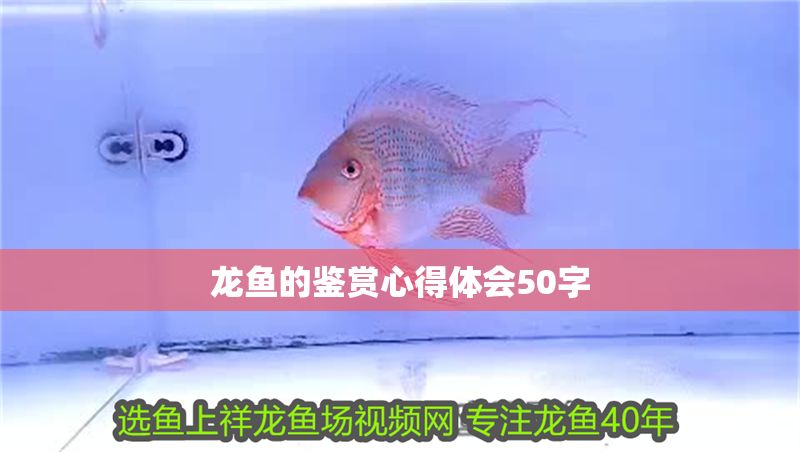 龍魚的鑒賞心得體會50字 龍魚的鑒賞心得體會50字 龍魚百科 第2張