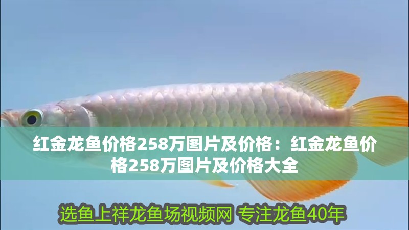 紅金龍魚價格258萬圖片及價格:紅金龍魚價格258萬圖片及價格大全 水族問答 紅金龍魚價格258萬圖片及價格:紅金龍魚價格258萬圖片及價格大全 紅金龍魚價格258萬圖片及價格:紅金龍魚價格258萬圖片及價格大全 水族問答