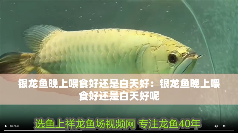 銀龍魚晚上喂食好還是白天好:銀龍魚晚上喂食好還是白天好呢 水族問答 銀龍魚晚上喂食好還是白天好:銀龍魚晚上喂食好還是白天好呢 銀龍魚晚上喂食好還是白天好:銀龍魚晚上喂食好還是白天好呢 水族問答