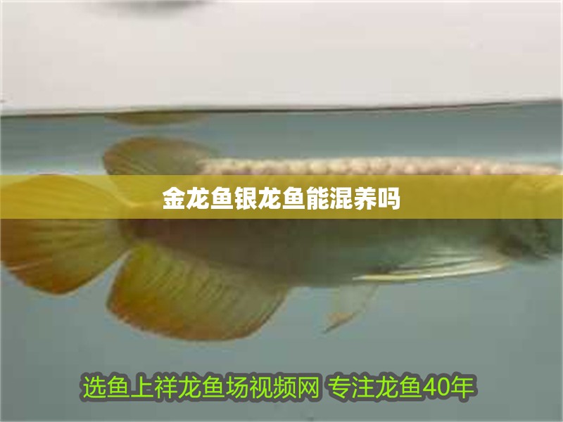 金龍魚銀龍魚能混養(yǎng)嗎